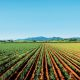 CANEGROWERS, the peak representative body for Australia’s sugarcane farmers, has joined the National Farmers’ Federation in urging the Federal Government to step away from free trade negotiations with the European Union rather than sign a bad deal for Australian farmers.