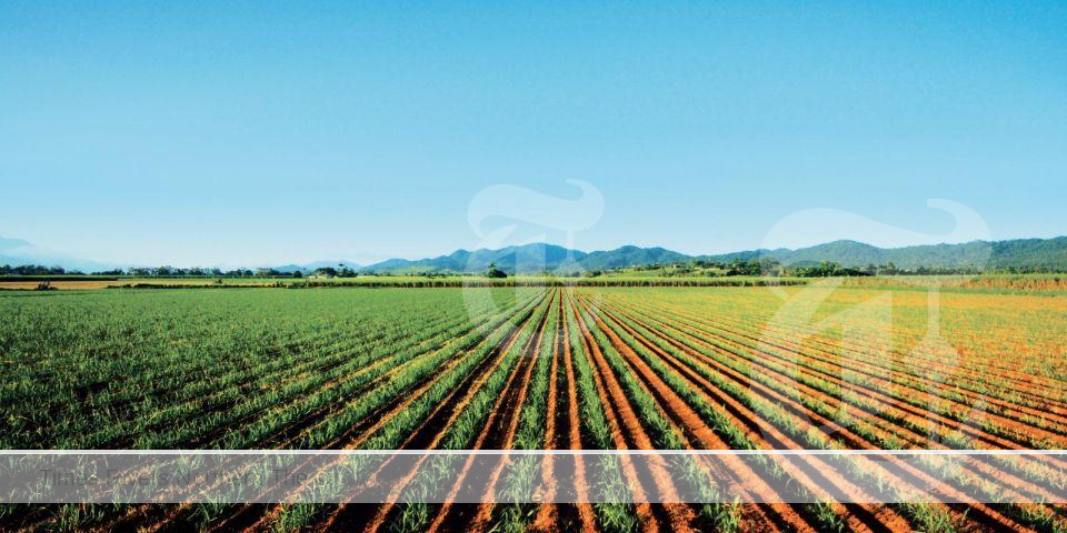 CANEGROWERS, the peak representative body for Australia’s sugarcane farmers, has joined the National Farmers’ Federation in urging the Federal Government to step away from free trade negotiations with the European Union rather than sign a bad deal for Australian farmers.