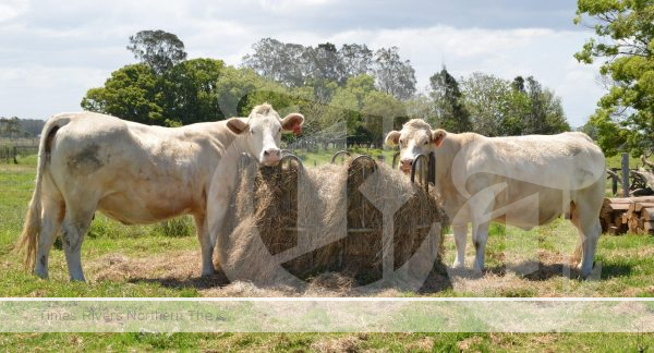The North Coast Local Land Services biosecurity team can provide advice to primary producers in helping manage pest animals which can impact heavily on their bottom line.