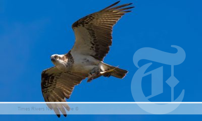 An osprey flying high in the Tweed after a successful fishing expedition. The species is listed as vulnerable to extinction in NSW. Photo: Sally Hinton