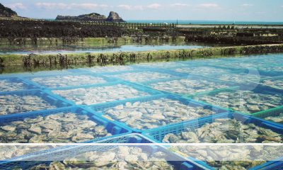 SafeWork NSW inspectors are visiting oyster farms in coastal area of NSW to ensure farmers are meeting their work healthy and safety obligations as they enter a busy time of the year.