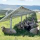 Australia has enormous potential for grazing sheep and growing fruits and vegetables under solar panels using agrivoltaics.