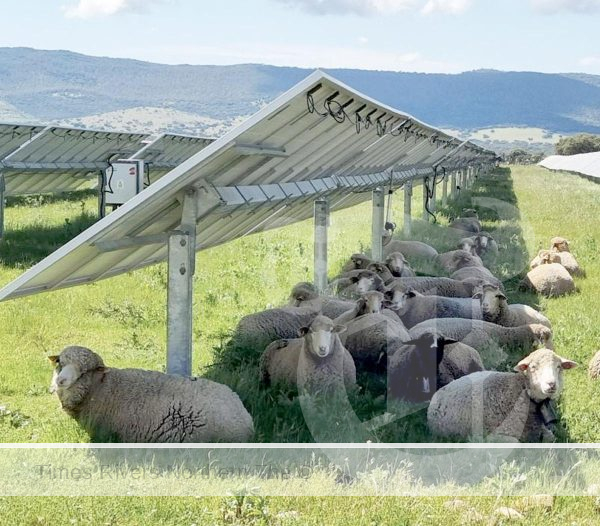 Australia has enormous potential for grazing sheep and growing fruits and vegetables under solar panels using agrivoltaics.