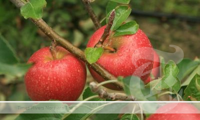 Data evidence can tell us where food, such as these Australian apples, were grown. Isotopes