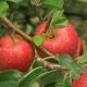 Data evidence can tell us where food, such as these Australian apples, were grown. Isotopes