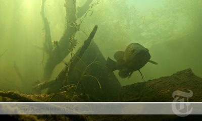 Eastern Freshwater Cod in the Clarence River