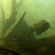 Eastern Freshwater Cod in the Clarence River