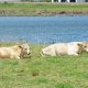 Lab tests have confirmed the presence of Bovine Ephemeral Fever, colloquially known as three-day sickness, among cattle in the far north coast of NSW.