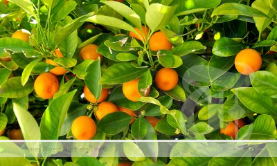 Citrus Industry application open for new alternative assurance model for citrus packhouses and growers.