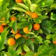 Citrus Industry application open for new alternative assurance model for citrus packhouses and growers.