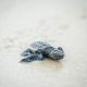 Residents in the Byron and Ballina Shires are being asked to report any sightings of sea turtle tracks and nests on Northern Rivers beaches