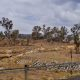 Tenterfield Drought Resilient