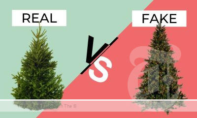 Real vs Artificial Christmas trees in Australia.