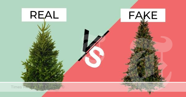 Real vs Artificial Christmas trees in Australia.