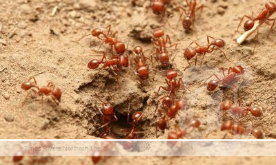 Fire Ants in Wardell