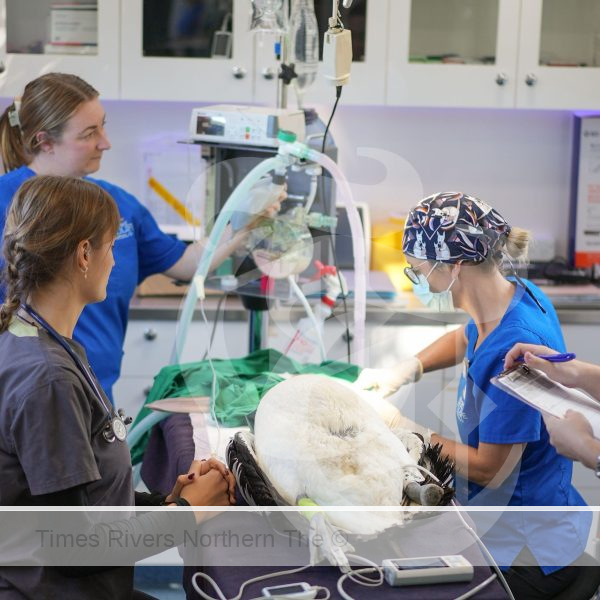 Byron Bay Wildlife Hospital has announced new facilities to extend its capacity to recover and rehabilitate sick, injured and orphaned wildlife for return to the wild.