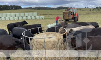 The North Coast Local Land Services Sustainable Agriculture team has provided advice to livestock producers about the importance of feed testing.