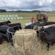 The North Coast Local Land Services Sustainable Agriculture team has provided advice to livestock producers about the importance of feed testing.
