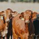Positive momentum in Livestock Markets