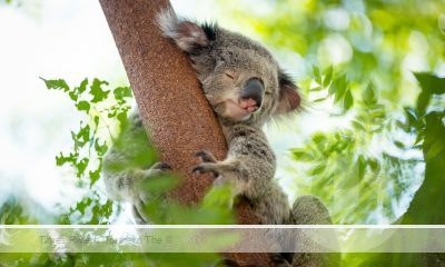 Koala-Friendly Gardens