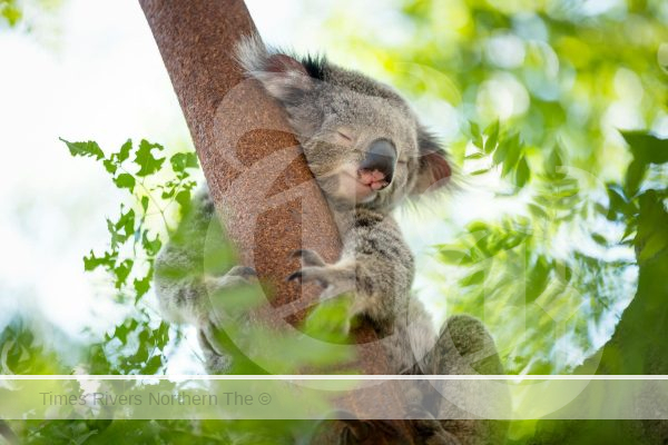 Koala-Friendly Gardens