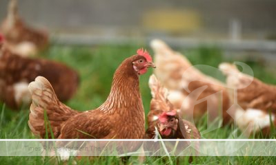 The National Farmers’ Federation has today released its interim report towards creating greater market transparency and competition in the poultry meat sector.