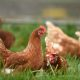 The National Farmers’ Federation has today released its interim report towards creating greater market transparency and competition in the poultry meat sector.