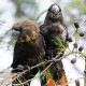 Wallum black cockatoos