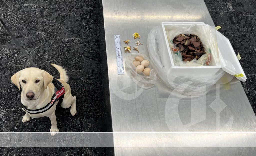 Detector Dog Ghost finding meat on an international student at Adelaide airport.