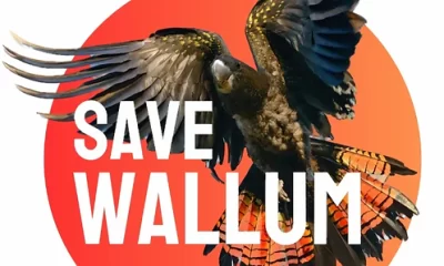 Save Wallum