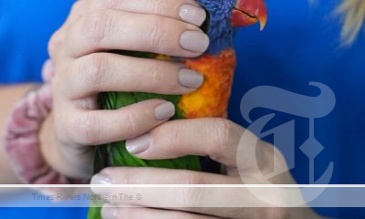 Be Wildlife Aware: Lorikeet Paralysis Syndrome is at its peak and is affecting thousands of wild rainbow lorikeets across the Northern Rivers. Paralysed birds need immediate veterinarian attention.