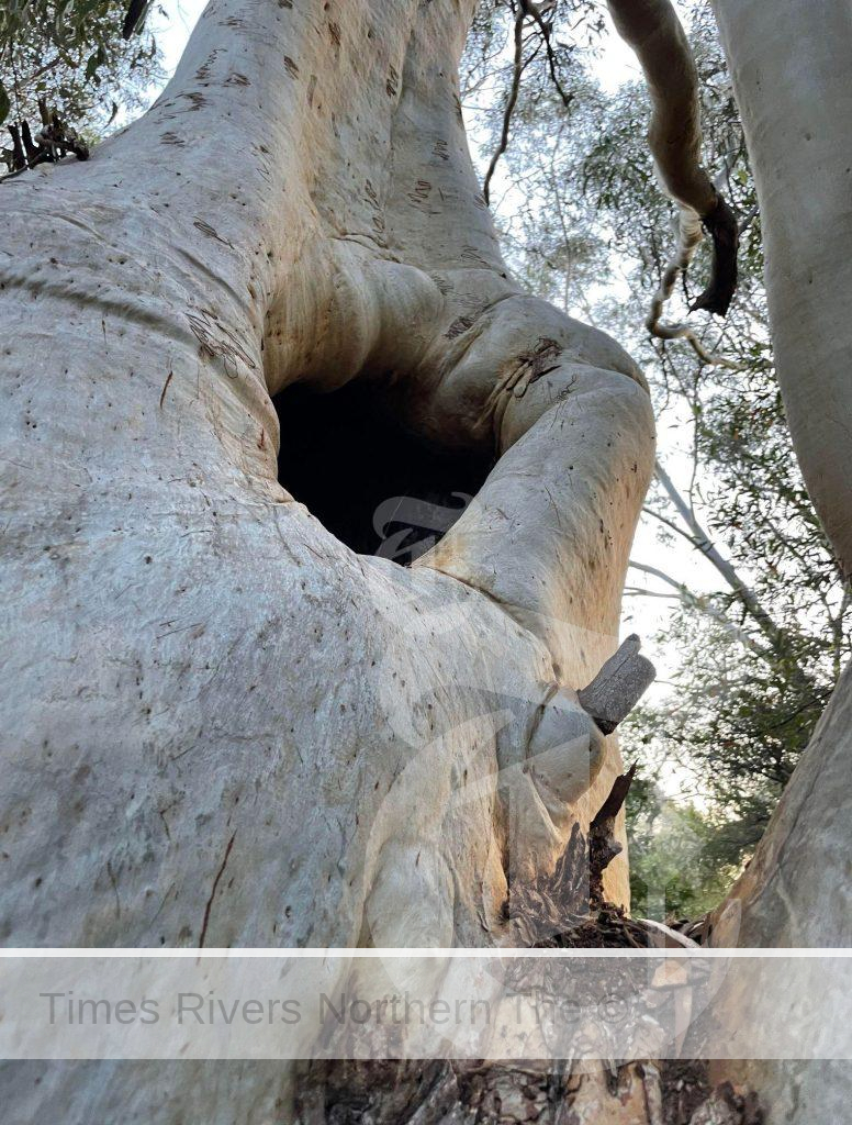 Images show koala scratching on large scribbly gums taken at the Wallum site marked for development.