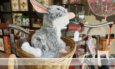 A Bilby resting in one of the many Lismore businesses participating in the Bilby Discovery Adventure.