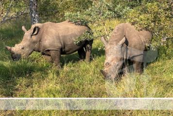 Southern Africa Rhinos