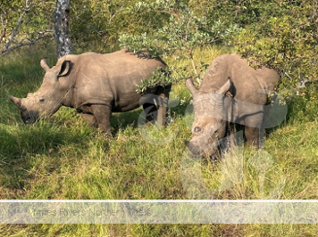 Southern Africa Rhinos