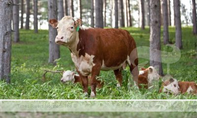 Genomic Testing for Cow-Calf Producers