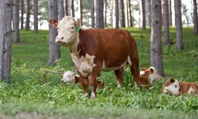 Streamlining Genomic Testing for Cow-Calf Producers