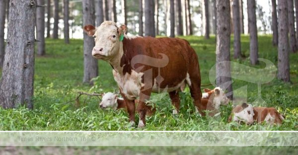 Genomic Testing for Cow-Calf Producers