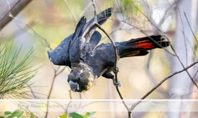 glossy black cockatoos Wallum