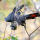 glossy black cockatoos Wallum