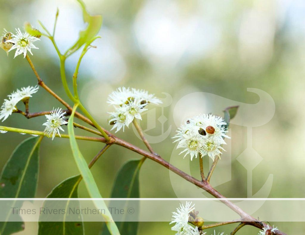 The sight of scribbly gums in flower at Wallum could soon be lost to a housing Wallum development