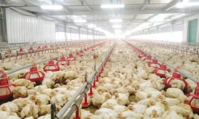 poultry sector