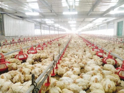 poultry sector