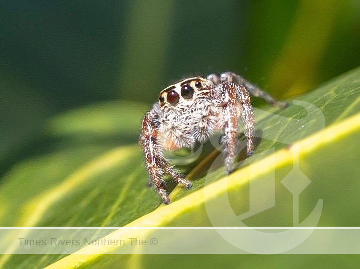 Jumping Spider Care Guide