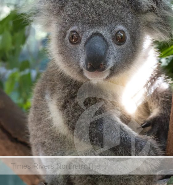 Hobi is now in Koala Kindy after his life saving treatment at the Northern Rivers Koala Hospital