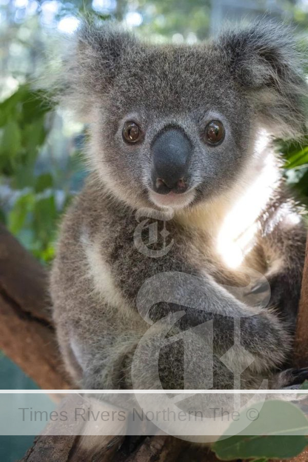 Hobi is now in Koala Kindy after his life saving treatment at the Northern Rivers Koala Hospital