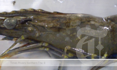 Prawn WHITE SPOT DETECTION BALLINA