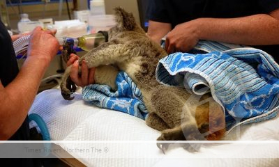 A koala being treated at the Northern Rivers Koala Hospital in Lismore