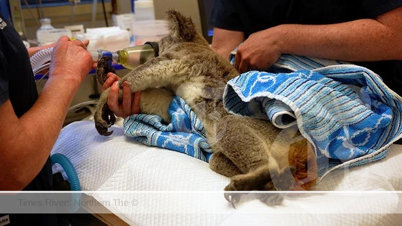 A koala being treated at the Northern Rivers Koala Hospital in Lismore