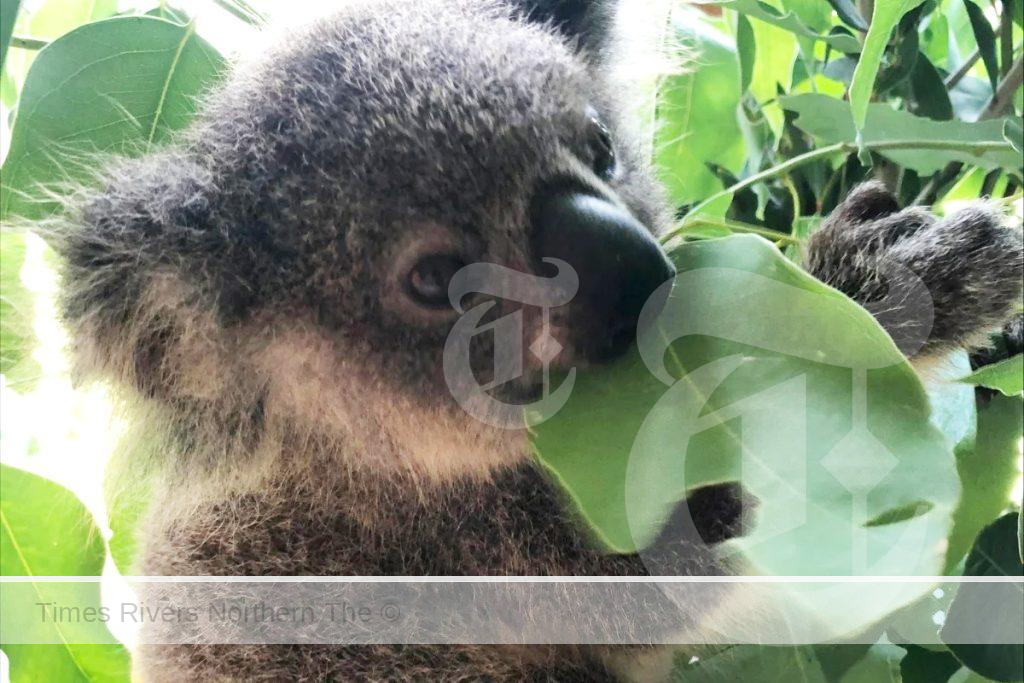 Hobi’s early days in home care at the Northern Rivers Koala Hospital
